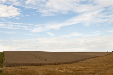 Fototapeta na wymiar champs de blé à la campagne