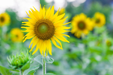 Field of sunflowers.