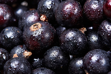 Black currant with water drops.top view.Fresh berries.Harvest of berries.Texture.Closeup