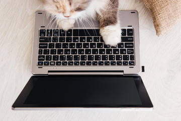 Fluffy cat lays paws down laptop in front of it. Charming family pets study new technology of its...