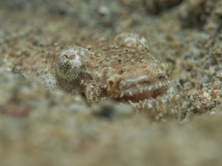 fish under sand at underwater