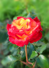 A red and yellow rose in the flowerbed.