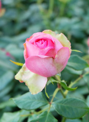 Pink rose bud on the background of leaves.