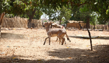African village - donkey fight in a sunny compound