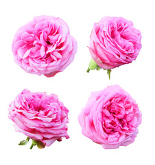 Set of lush pink roses isolated on white background with clipping path.