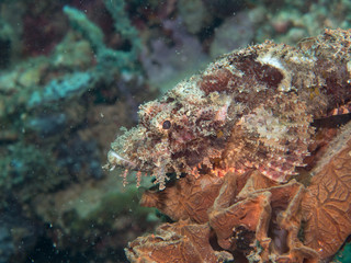 Fototapeta na wymiar scorpion fish at under the sea