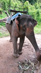 Elephant Thailande