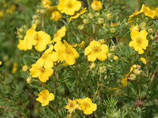 Fingerstrauch, Potentilla fruticosa