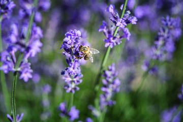 Bee sitting on a lavender flower