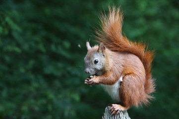 hungriges Eichhörnchen