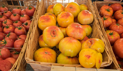 Organic fresh yellow tomatoes 
