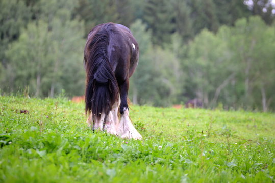 Hair, beautiful spotted horse with a long mane and a lot of hair on it´s legs grazing in the pasture
