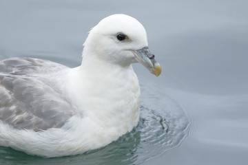 Northern Fulmar (Fulmarus glacialis) adult swimming on calm sea in harbour, Akureyri, Iceland, August 2016