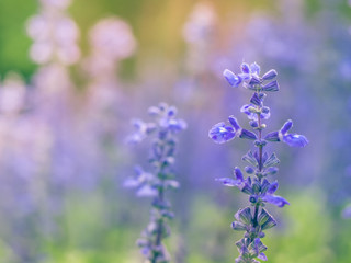 Obraz premium Blue salvia flower.