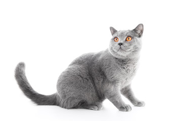 British Shorthair cat isolated on white. Sitting