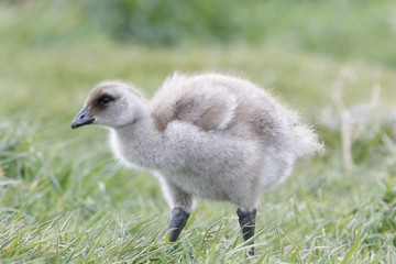 Upland Goose (Chloephaga picta) gosling walking in short vegetation, Darwin, Falkland Island,...