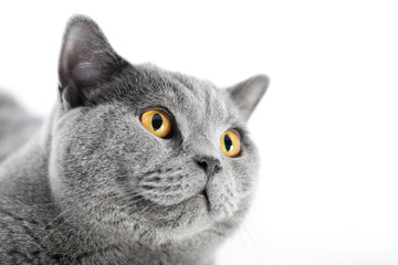 British Shorthair cat isolated on white. Face portrait
