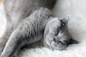 Young cute cat sleeping on cosy white fur. The British Shorthair