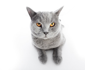 British Shorthair cat isolated on white. Lying