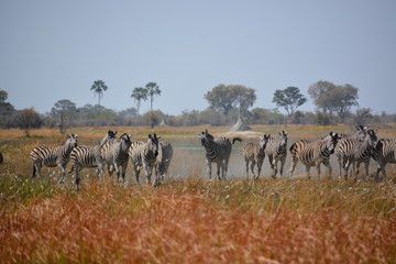 Fototapeta na wymiar Walking Zebras in Moremi Game Reserve, Okavango Delta, Botswana, Africa