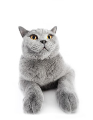 British Shorthair cat isolated on white. Wide angle