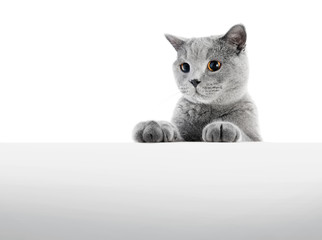 British Shorthair cat isolated on white. Hunting