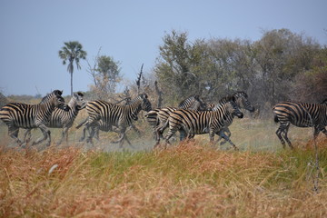 Fototapeta na wymiar Running Zebras in Moremi Game Reserve, Okavango Delta, Botswana, Africa