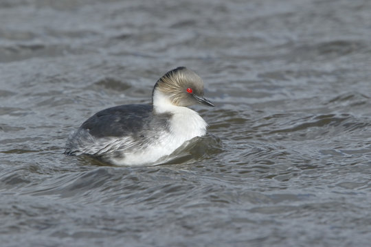Silvery Grebe (Podiceps occipitalis) adult bird swimming on freshwater pond, Sealion Island, Falkland Islands, November 2016