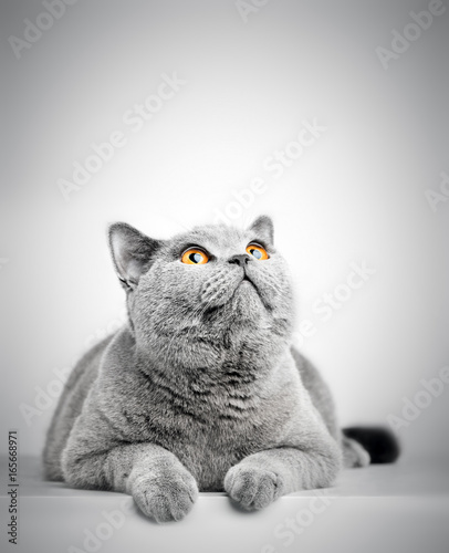 British Shorthair Cat Isolated On White Looking Above Stock