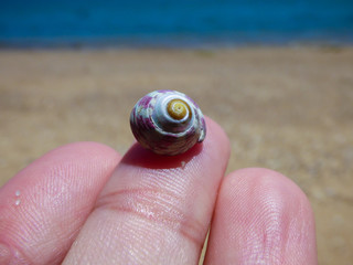 Hand holding a tiny perfect shell at the beach
