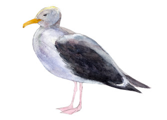 Naklejka premium Watercolor seagull isolated on white background, hand drawn illustration.