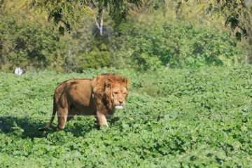 Single male lion