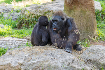 Big gorilla sitting with a child