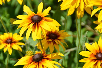 sunflowers
