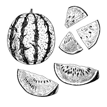 Hand drawn set of watermelon. Vector sketch