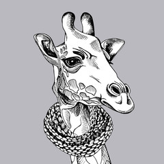 Fototapeta premium Giraffe portrait in a scarf on gray background. Vector illustration. 