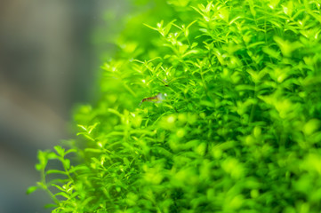 Closeup of aquarium plant, soft focus.