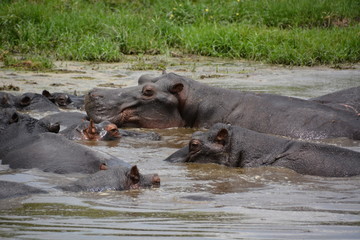 Hippos in pool, Moremi Game Reserve, Okavango Delta, Botswana, Africa