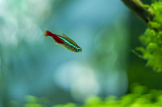 Paracheirodon Innesi Aquarium Fish