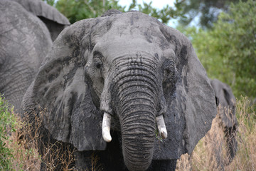 Naklejka na ściany i meble Child Elephant, Moremi Game Reserve, Okavango Delta, Botswana, Africa