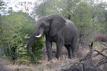 Fototapeta premium Elephant, Moremi Game Reserve, Okavango Delta, Botswana, Africa