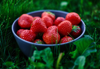 Delicious strawberry in a cup on a green lawn.