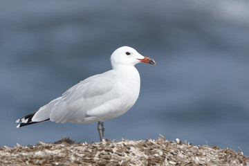 Audouin's Gull (Ichthyaetus audouinii) adult standing on seaweed coverd rock, Porto Colom, Mallorca, Balearic Islands, Spain, September 2016