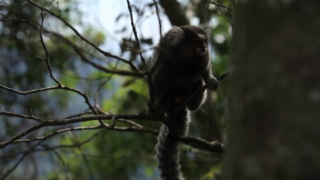 Rio de Janeiro: Tamarin Monkey on Tree (2)