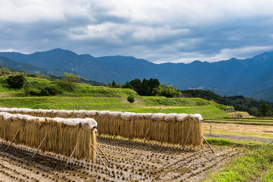 Rice crops are farmed and drying on haystack in Magome Japan