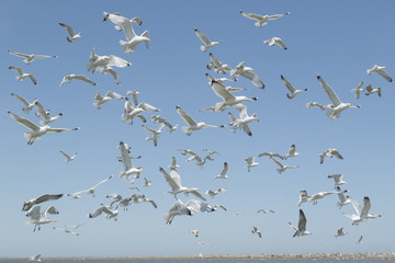 Caspian Gull (Larus cachinnans), large flock of adult birds in flight above breeding colony, Danube delta, Romania, April 2017