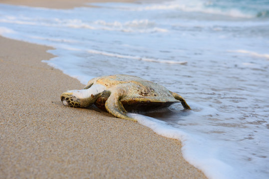 Dead turtle on the ocean beach
