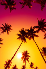 Obraz na płótnie Canvas Palm trees at tropical sunset