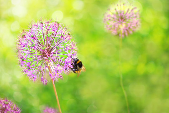 Bumblebee on a beautiful round flower. (allium rosenbachianum).Bright summer macro composition on a green background in the sun.    