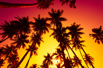 Naklejka na ściany i meble Tropical beach sunset with palm trees silhouettes and shining summer sun